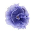 Rachel's Lavender Flower
