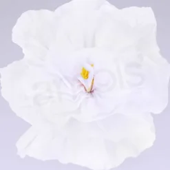 Rachel's White Flowers