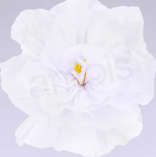 Rachel's White Flowers