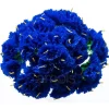 Royal Blue Carnations